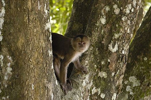 额卷尾猴,白额卷尾猴,树上,波多黎各,亚马逊雨林,厄瓜多尔