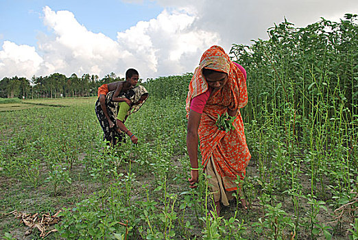 女人,收集,蔬菜,地点,孟加拉,九月,2009年