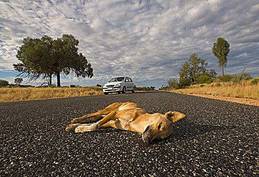 澳洲野狗,狼,撞死,北领地州,澳大利亚