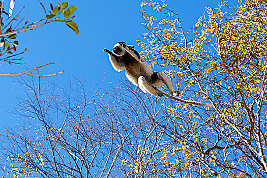 马达加斯加狐猴,跳跃,树,马达加斯加