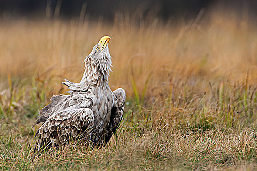 白尾鹰,叫,成年,鸟,波兰,欧洲