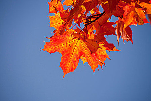 枫树,秋叶,北莱茵-威斯特伐利亚,德国,欧洲