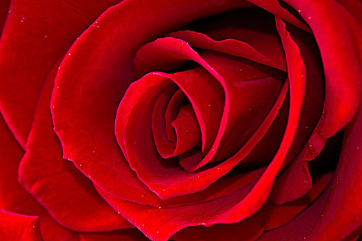 漂亮,特写,红玫瑰