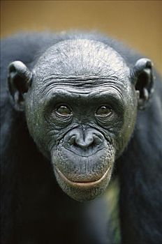倭黑猩猩,女性,刚果