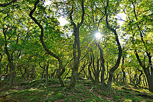 橡树,树林,太阳,莱茵兰普法尔茨州,德国