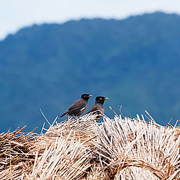 两个,普通,鸟,堆,稻米,普那卡,地区,不丹
