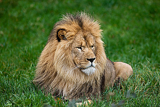 非洲狮,狮子,雄性,卧,草地