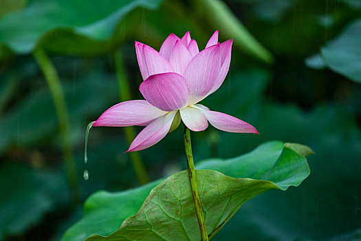 为你倾倒,lotus,pouring,water