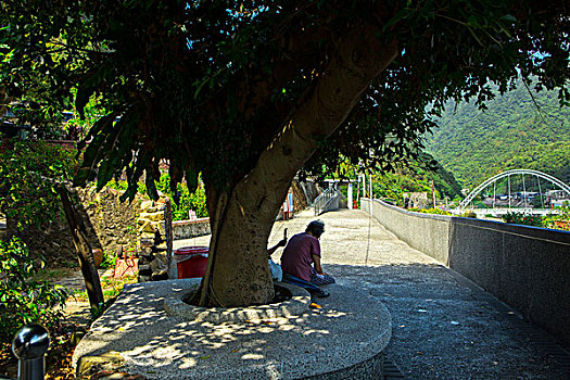 台灣著名的觀光景點,瑞芳猴硐的貓村,夏日的午後農家的老人在大榕樹下乘涼