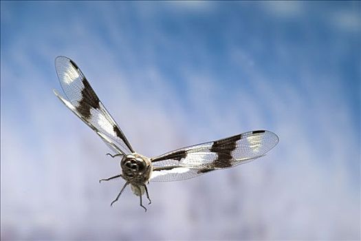 蜻蜓,蜻属,飞,高速,摄影,海岸山脉,俄勒冈