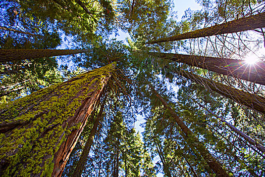 美洲杉,加利福尼亚,仰视,小树林,优胜美地,美国