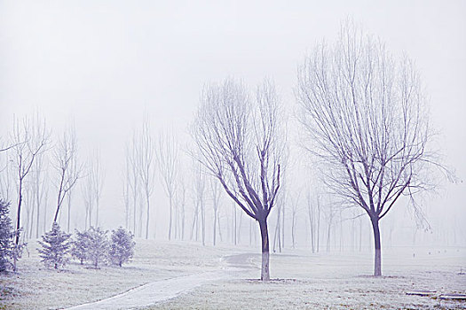 雪景