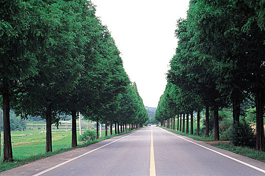 荫凉,树,道路