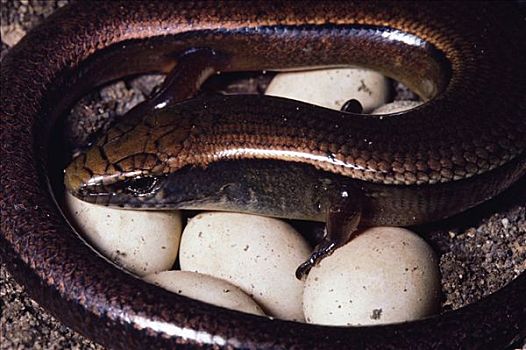 蜥蜴,保护,蛋,雾林,哥斯达黎加