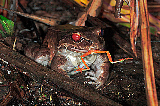 红眼树蛙,青蛙,国家公园,巴拿马