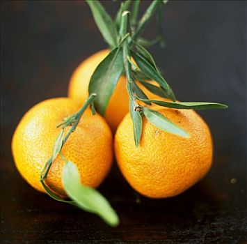 橘子,叶子