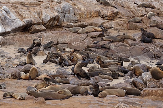 海狮,克罗斯角,纳米比亚,野生动物