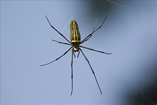 巨大,木头,蜘蛛,上郎蜘蛛,国家公园,中央邦,印度