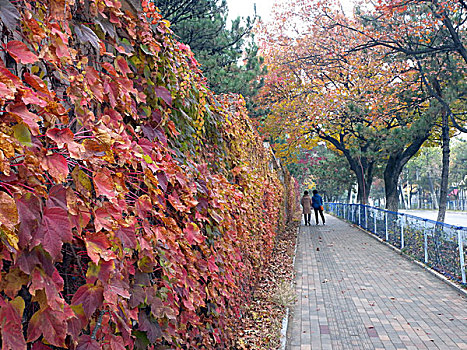 枫叶,红叶,枫树,街道,秋天,落叶,五彩缤纷,绚烂,艳丽,色彩