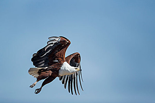 非洲,博茨瓦纳,乔贝国家公园,非洲鱼鹰,吼海雕,翼,飞起,高处,萨维提,湿地