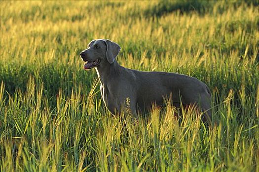 魏玛犬,狗,高草,晚间