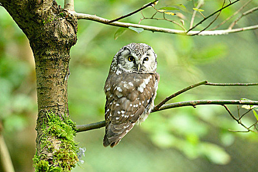 特写,鬼鸮,坐在树上,枝条,秋天,巴伐利亚森林国家公园,巴伐利亚,德国