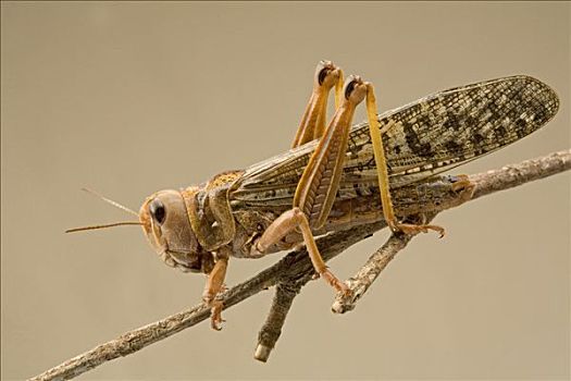 褐色,蝗虫,南非