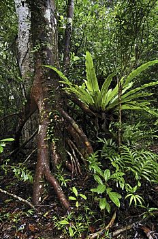 热带雨林,板状根,岛屿,国家公园,马达加斯加