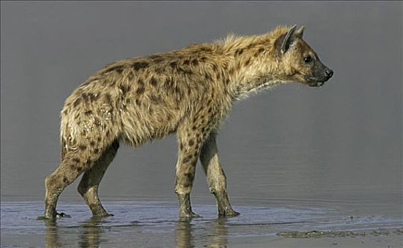 斑鬣狗