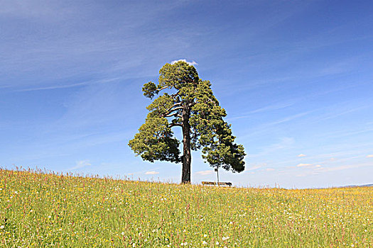 松树,靠近,坎普顿,巴伐利亚,德国,欧洲