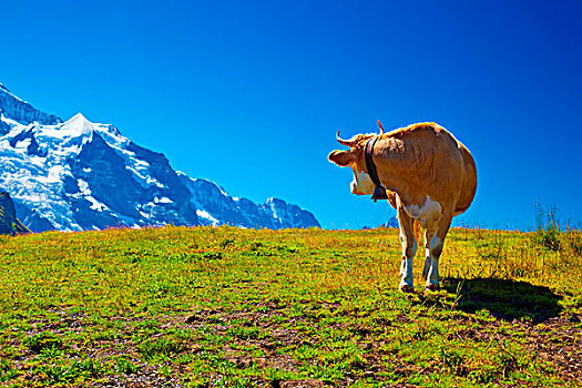 母牛,转,背影,高,山,草地