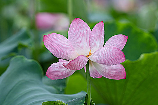 夏雨荷