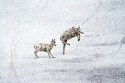 大角羊,母羊,羊羔,玩,冰川国家公园,蒙大拿
