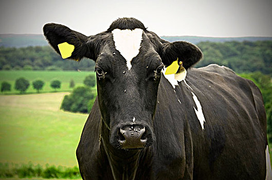 奶牛,肖像,北莱茵-威斯特伐利亚,德国,欧洲