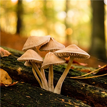 蘑菇,树林,秋天