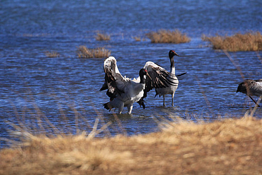 在蓝色湖水中的两只黑颈鹤