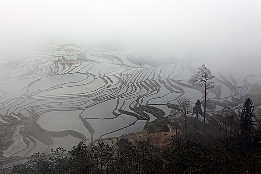 云南元阳梯田