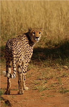 印度豹,非洲