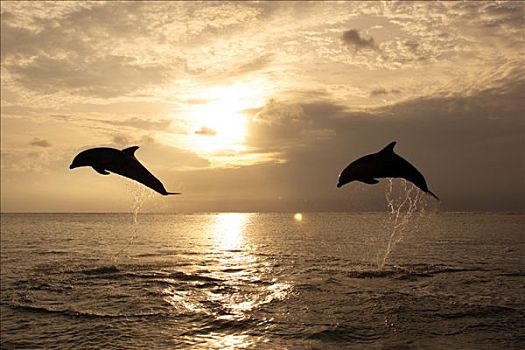 两个,普通,宽吻海豚,一对,成年,跳跃,室外,水,日落,加勒比海,洪都拉斯,中美洲
