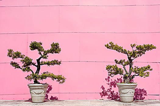 盆栽,盆景树,粉色,墙壁