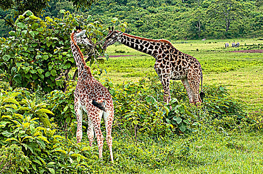 马萨伊,长颈鹿,马赛长颈鹿,放牧,树林,阿鲁沙,国家公园,坦桑尼亚