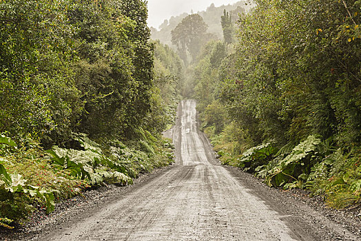 波纹板,公路,温带雨林,公园,靠近,区域,拉各斯,智利,南美