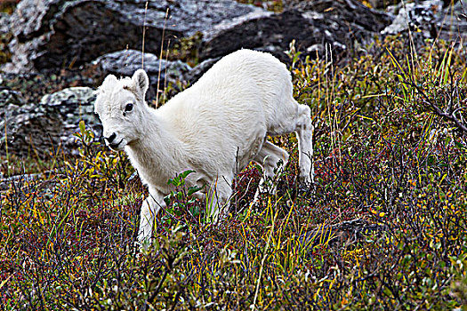 野大白羊,白大角羊,羊羔,凶猛,河,环,德纳里峰国家公园,阿拉斯加,美国