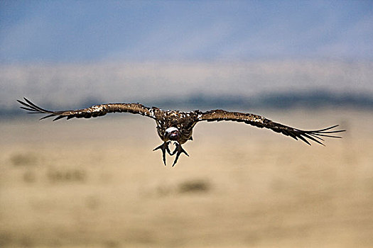 努比亚秃鹫,飞行,肉垂秃鹫,马赛马拉,肯尼亚