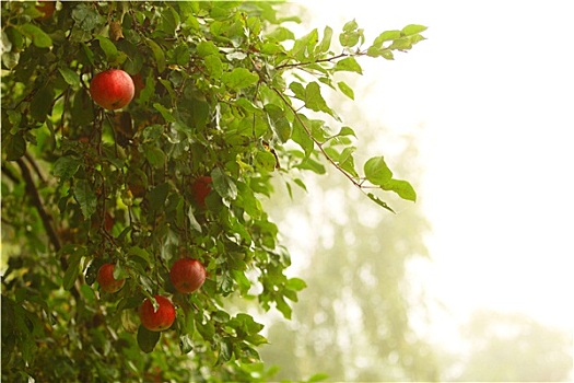 红苹果,树上,天然产品