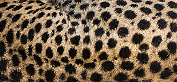 特写,印度豹,斑点,躲藏,塞伦盖蒂国家公园,坦桑尼亚