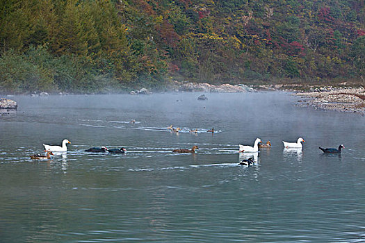 湖,水面,雾气,蒸腾,白雾,水蒸气,缥缈,仙境,灵性,家禽,鸭子,鹅,游动,自在,安静,自然,风光