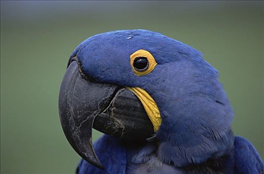 紫蓝金刚鹦鹉,肖像,潘塔纳尔,巴西