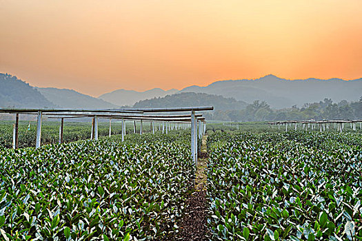 茶树,花园,乡村地区