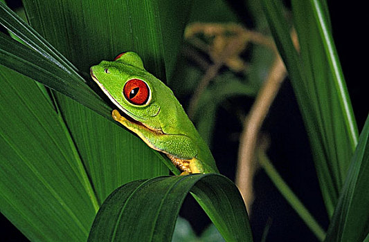 红眼树蛙,叶子